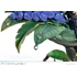 Kép 17/20 - Odin Sphere Prisma Wing PVC Statue 1/7 Leifthrasir Gwendolyn 24 cm